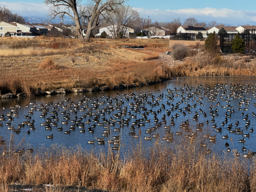 Geese closeup